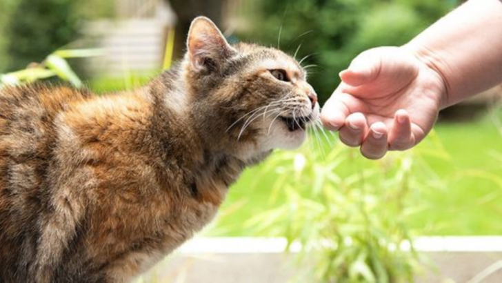 The 6 Amazing Ways Cats Use Their Sense of Smell