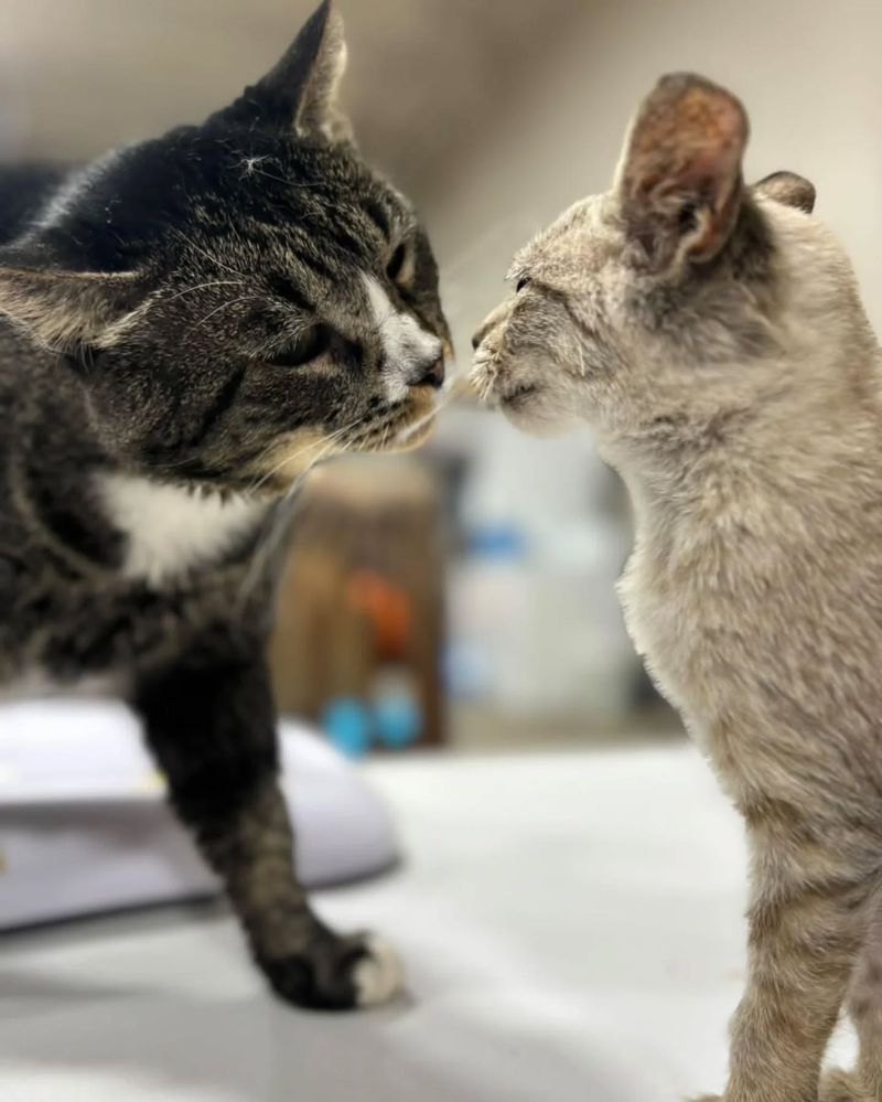 The Amazing Ways Cats Use Their Sense of Smell