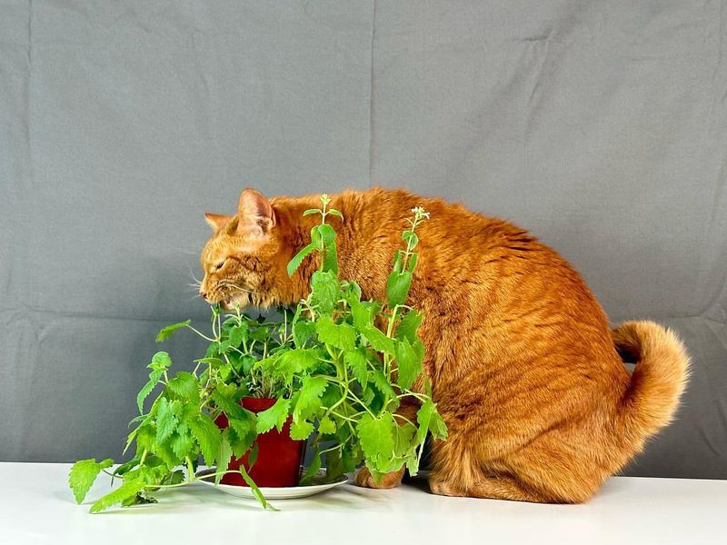 The Do’s and Don’ts of Catnip That Every Cat Parent Needs to Know