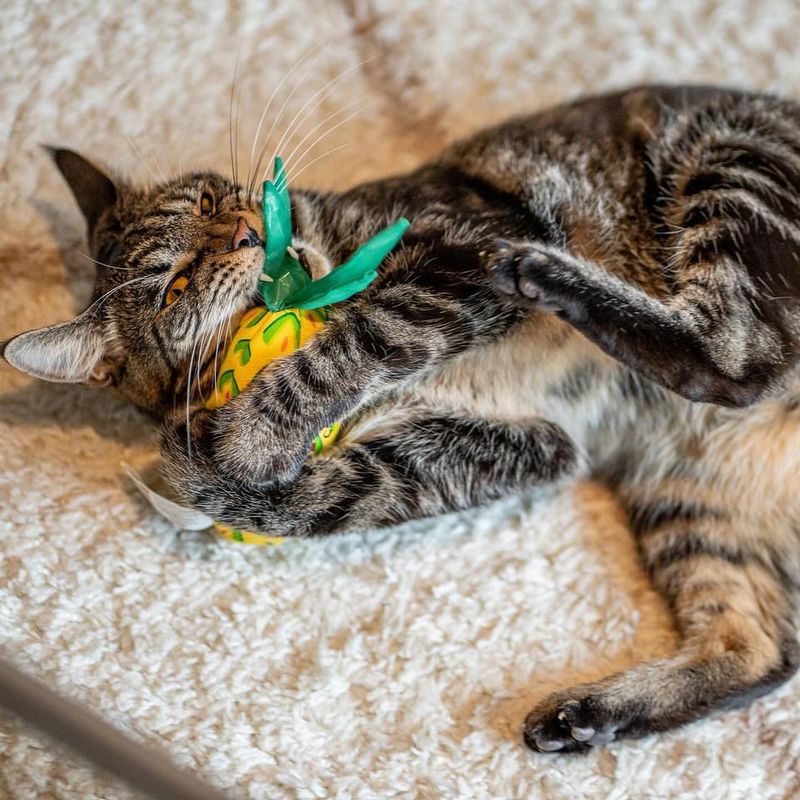 The Do’s and Don’ts of Catnip That Every Cat Parent Needs to Know