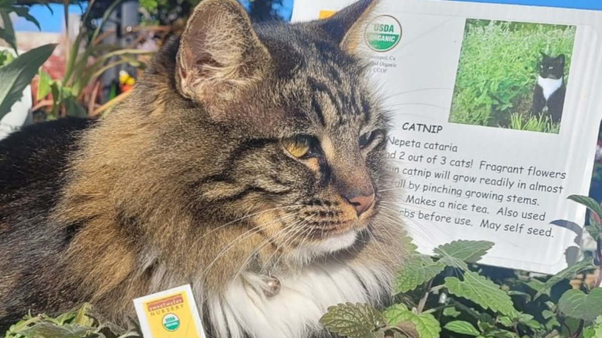 The Do’s and Don’ts of Catnip That Every Cat Parent Needs to Know