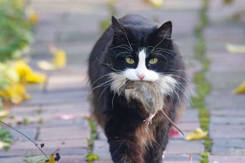 The Endearing Behaviors Cats Show When They Truly Miss You