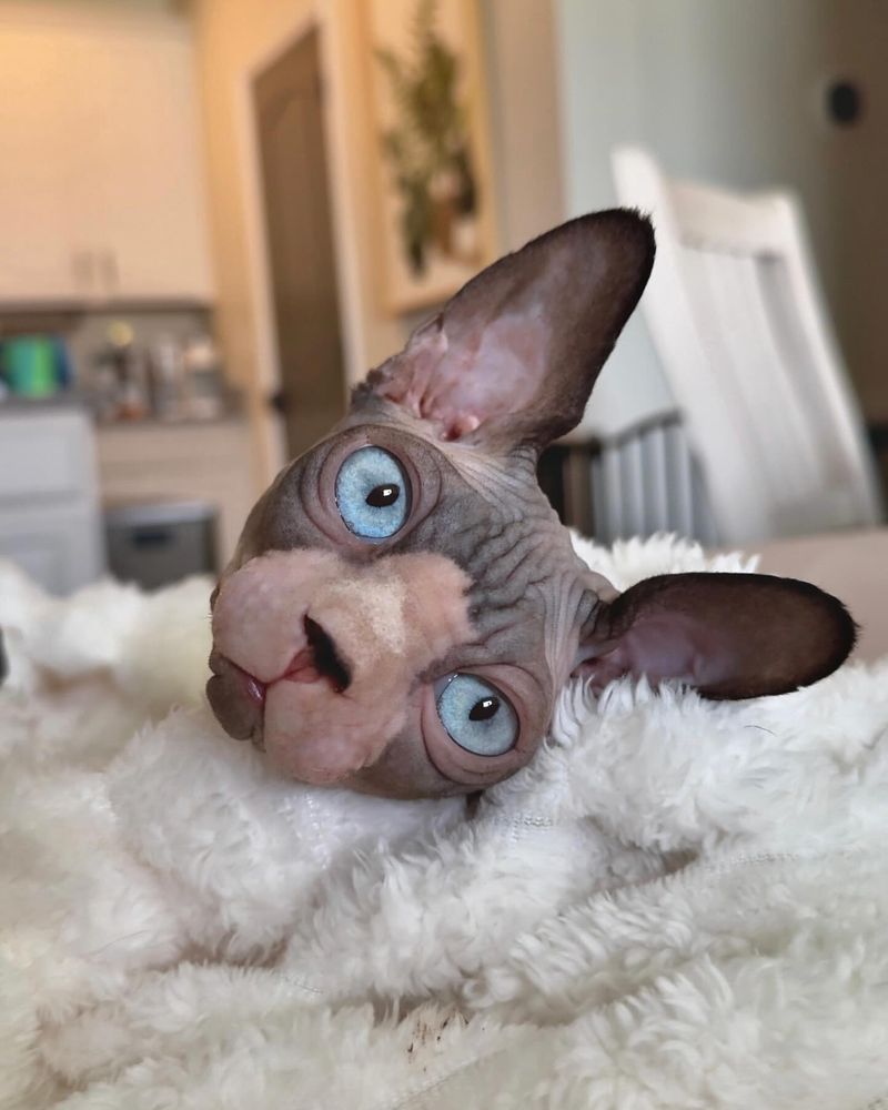 The Naked Truth About Owning a Hairless Cat