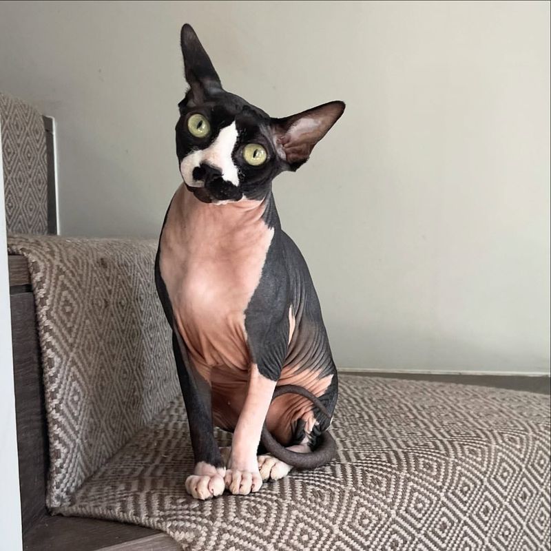 The Naked Truth About Owning a Hairless Cat