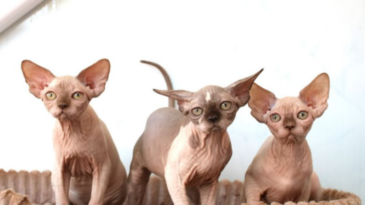 The Naked Truth About Owning a Hairless Cat