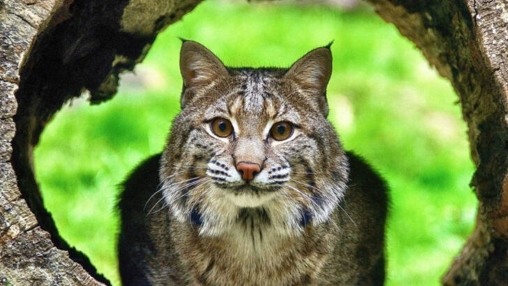 The Return of the Bobcat – 15 Incredible Ways They Might Help Keep Disease at Bay