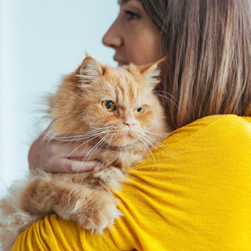 The Top 10 Allergies Affecting Cats and How to Spot Them