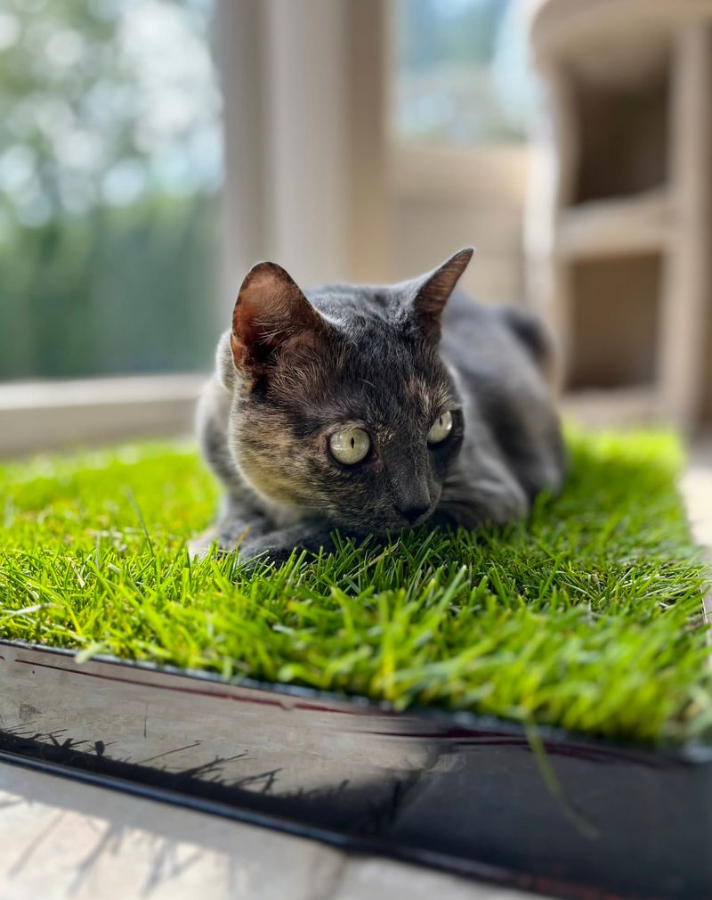 The Top 10 Allergies Affecting Cats and How to Spot Them