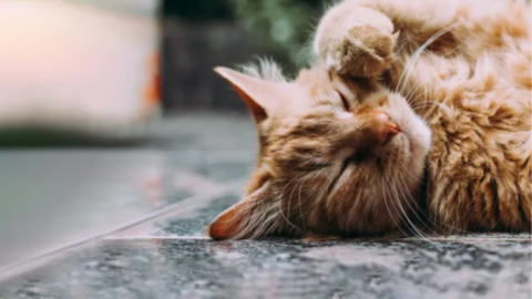 The Top 13 Allergies Affecting Cats and How to Spot Them