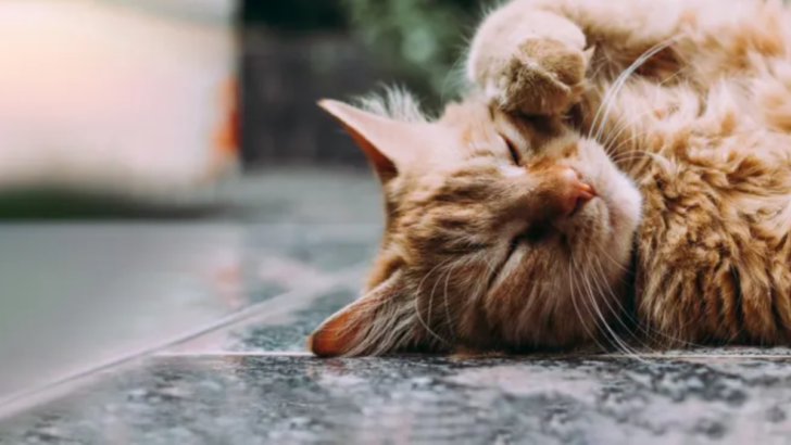 The Top 10 Allergies Affecting Cats and How to Spot Them