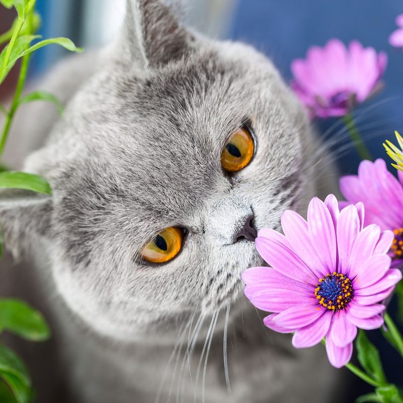 The Top 10 Allergies Affecting Cats and How to Spot Them