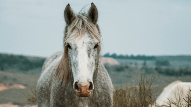 The Top 7 States Where Wild Mustangs Roam Free—Is Your State on the List?