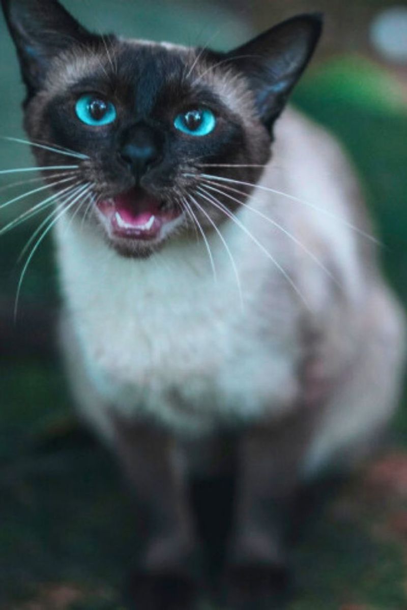 The Ultimate Guide to Caring for Your Siamese Cat: Tips for a Happy and Healthy Companion