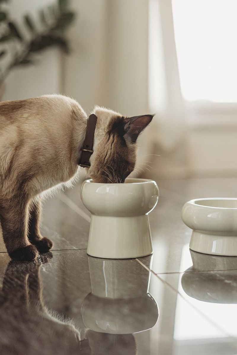 The Ultimate Guide to Caring for Your Siamese Cat: Tips for a Happy and Healthy Companion