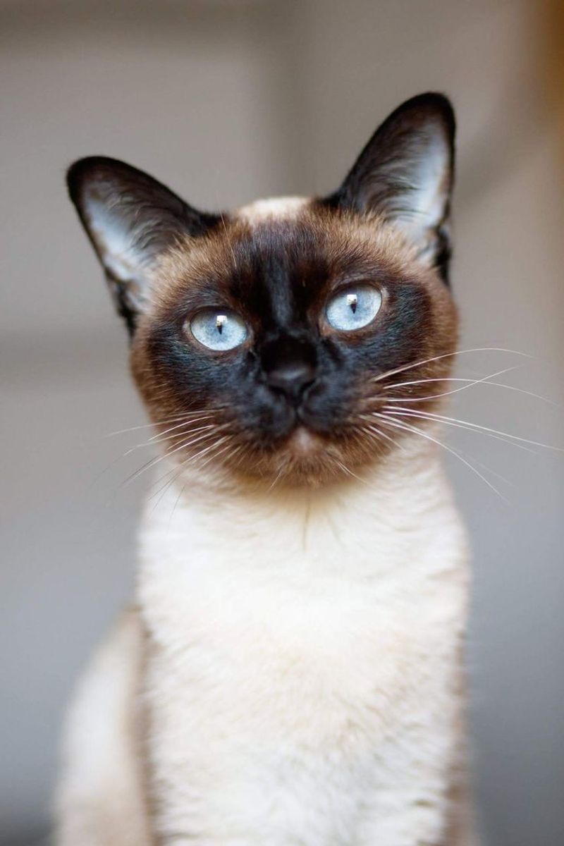 The Ultimate Guide to Caring for Your Siamese Cat: Tips for a Happy and Healthy Companion