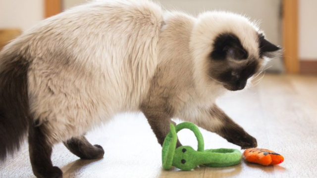 The Ultimate Guide to Caring for Your Siamese Cat Tips for a Happy and Healthy Companion