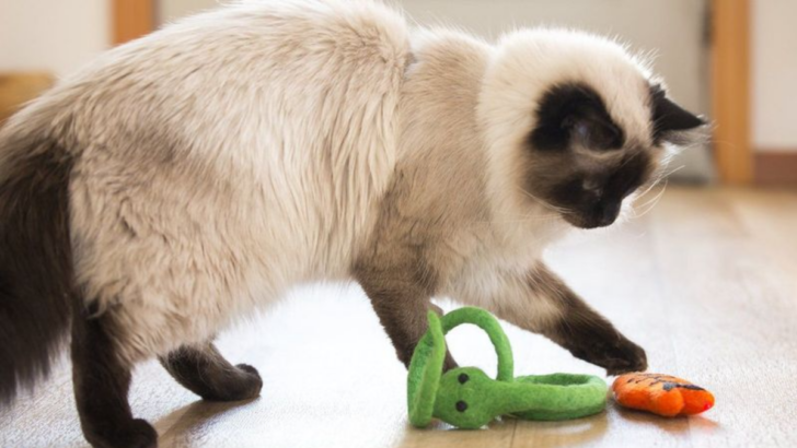 5 Must-Know Tips for Taking Care of Your Siamese Cat: The Ultimate Guide to a Happy and Healthy Companion