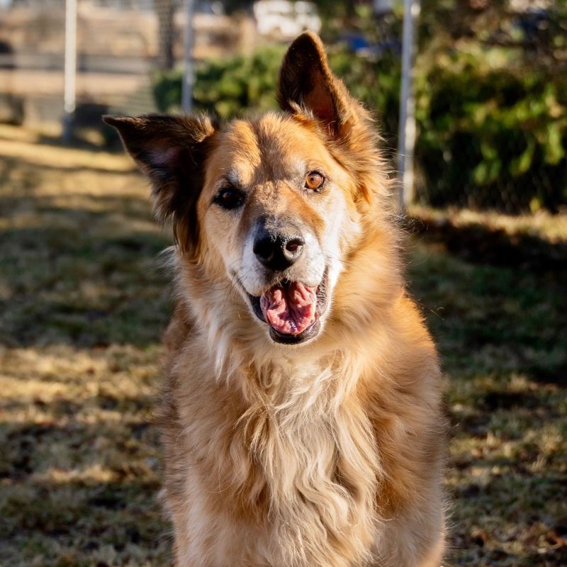 The Ultimate Guide to Golden Shepherds: 10 Key Facts About This Gorgeous Mix