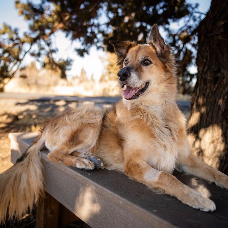 The Ultimate Guide to Golden Shepherds: 10 Key Facts About This Gorgeous Mix