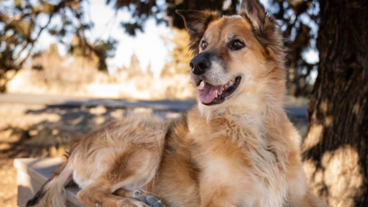 The Ultimate Guide to Golden Shepherds: 10 Key Facts About This Gorgeous Mix