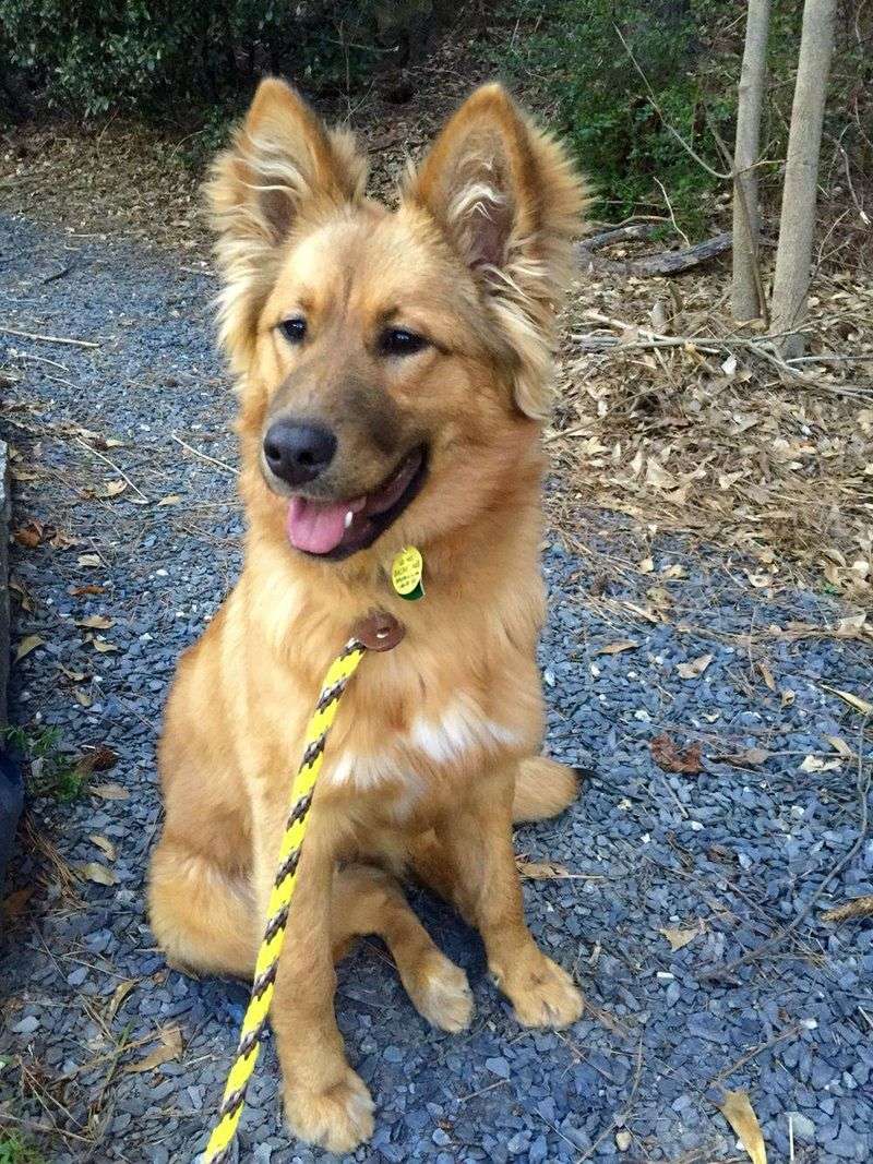 The Ultimate Guide to Golden Shepherds: 10 Key Facts About This Gorgeous Mix