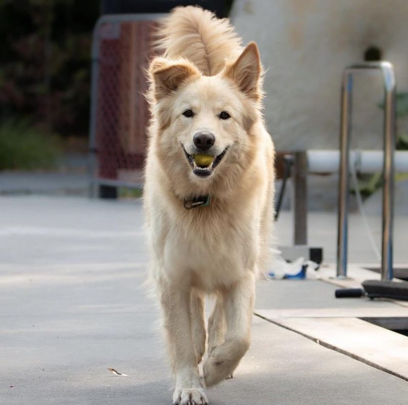 The Ultimate Guide to Golden Shepherds: 10 Key Facts About This Gorgeous Mix