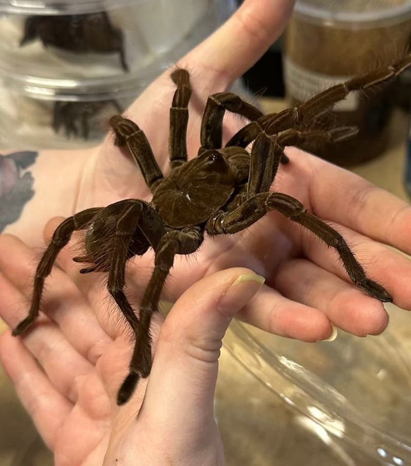 Theraphosa blondi (Goliath Birdeater)