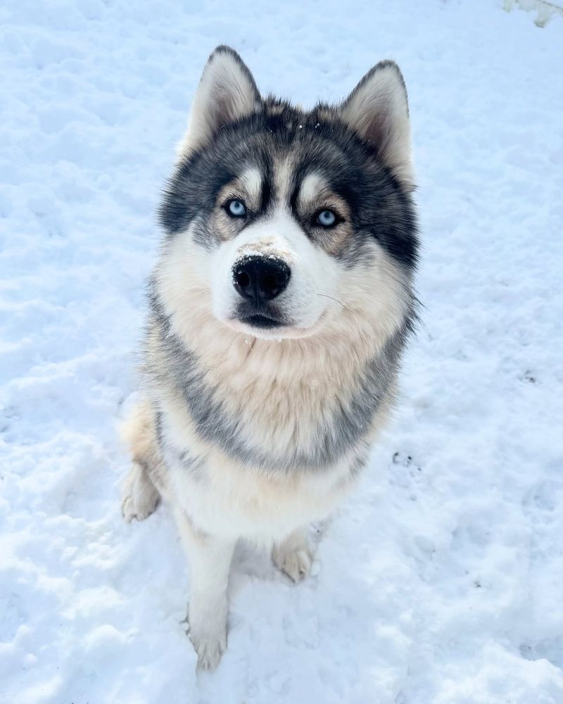 These 10 Dog Breeds Have Eyes So Enchanting, You Won’t Be Able to Look Away