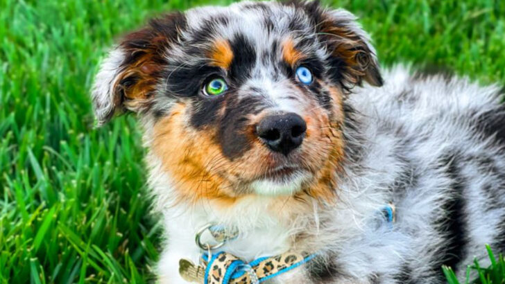 These 10 Dog Breeds Have Eyes So Enchanting, You Won’t Be Able to Look Away