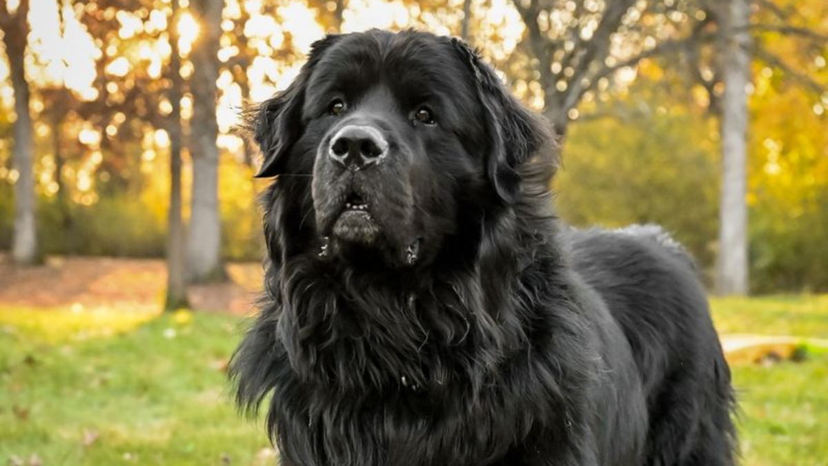 These 10 Most Social Large Dog Breeds Will Be Your New Best (and Biggest) Friend