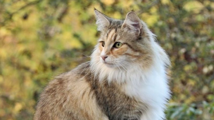 These 11 Stunning Features Make Norwegian Forest Cats One of the Most Beautiful Cat Breeds