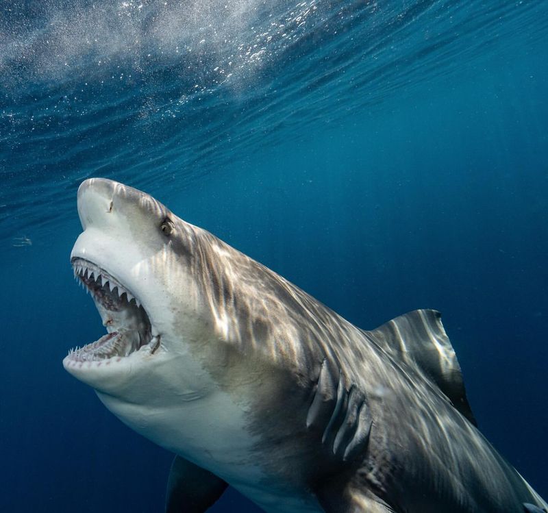 These 8 Aggressive Sharks Are the Most Dangerous Predators in the Deep Sea