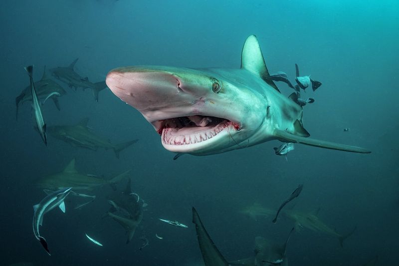 These 8 Aggressive Sharks Are the Most Dangerous Predators in the Deep Sea