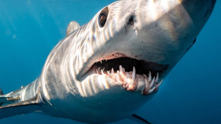 These 8 Aggressive Sharks Are the Most Dangerous Predators in the Deep Sea