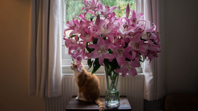 Think Your Home Is Cat-Safe These 7 Household Threats Might Prove You Wrong