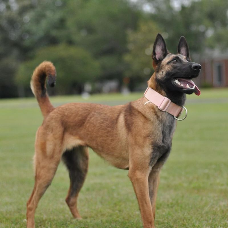 Thinking About a Belgian Malinois? Here's Everything You Need to Know—The Good and the Bad