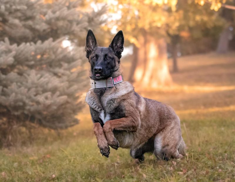 Thinking About a Belgian Malinois? Here's Everything You Need to Know—The Good and the Bad