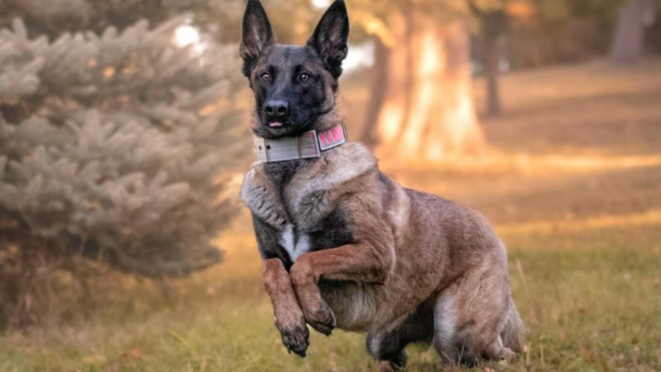 Thinking About a Belgian Malinois? Here’s Everything You Need to Know—The Good and the Bad