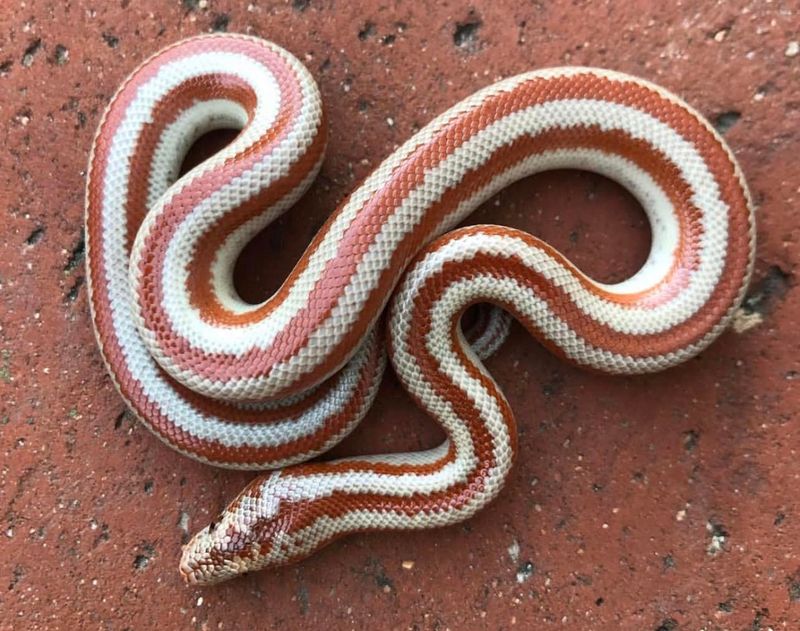 Thinking of a Pet Snake? Here Are 8 Perfect Choices