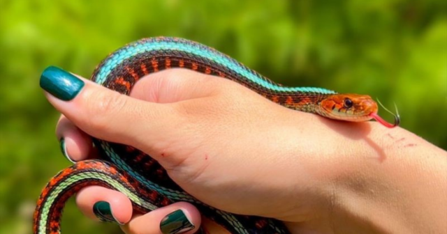 Thinking of a Pet Snake Here Are 8 Perfect Choices