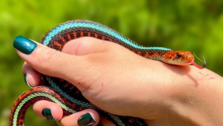 Thinking of a Pet Snake? Here Are 8 Perfect Choices