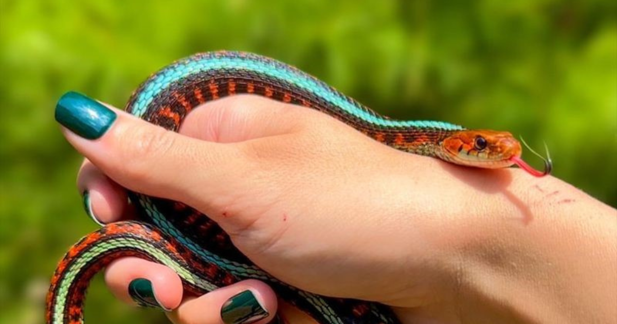 Thinking of a Pet Snake Here Are 8 Perfect Choices