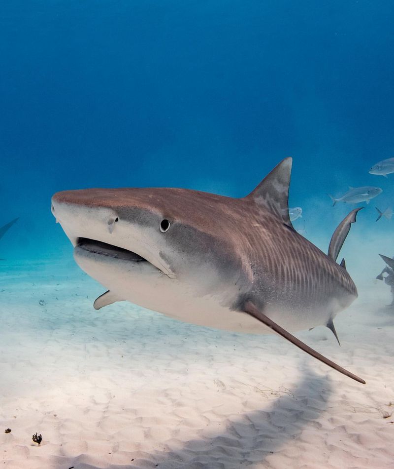 Tiger Shark