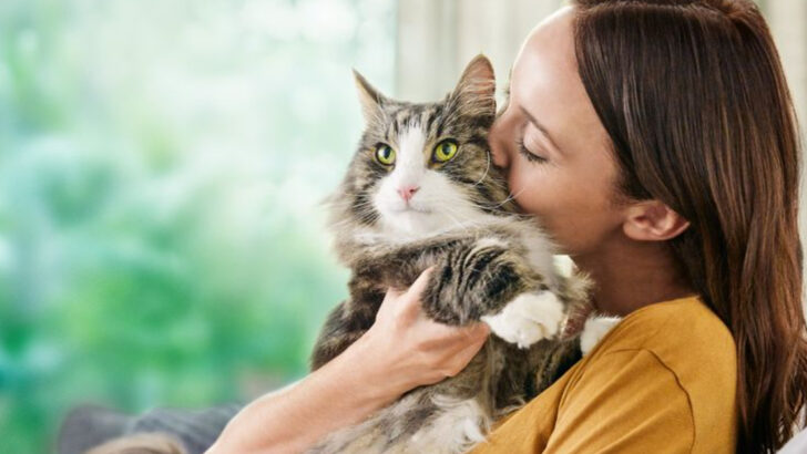 Tired of Dog Drama? Here Are 15 Reasons Why Cats Are the Easier Pets