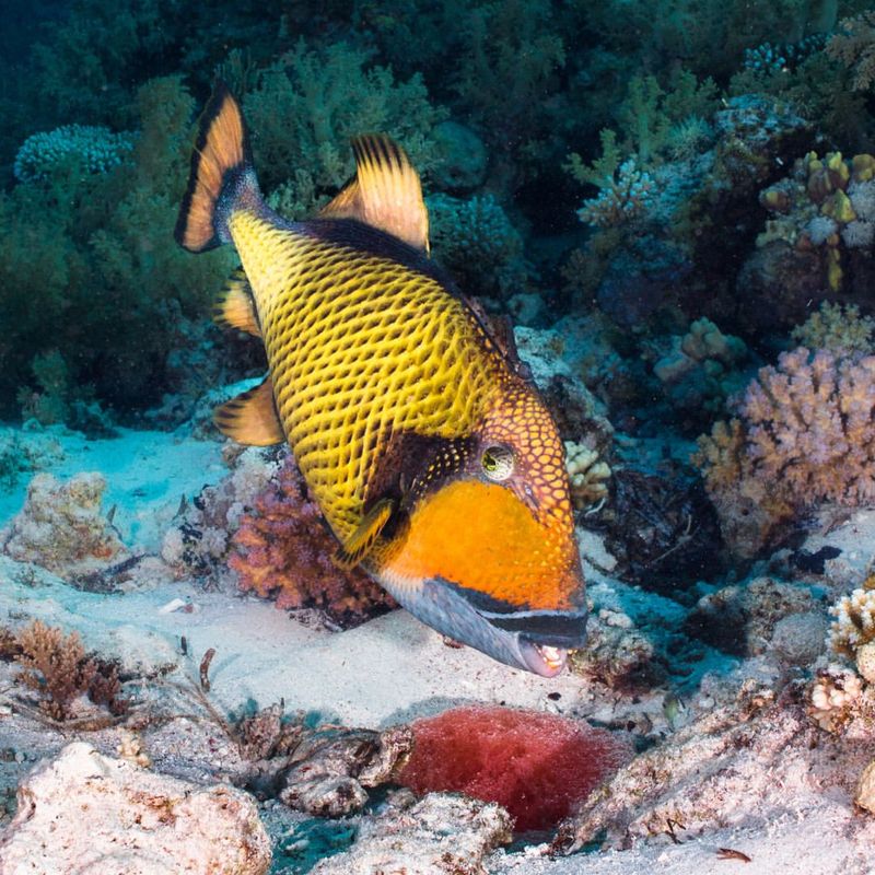 Titan Triggerfish