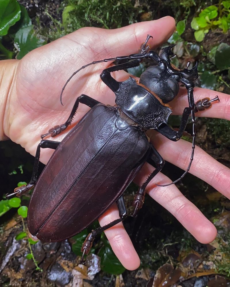 Titanus giganteus (Titan Beetle)