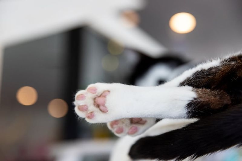 Toe Beans: A Cat's Identity