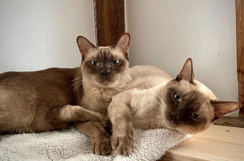 Tonkinese