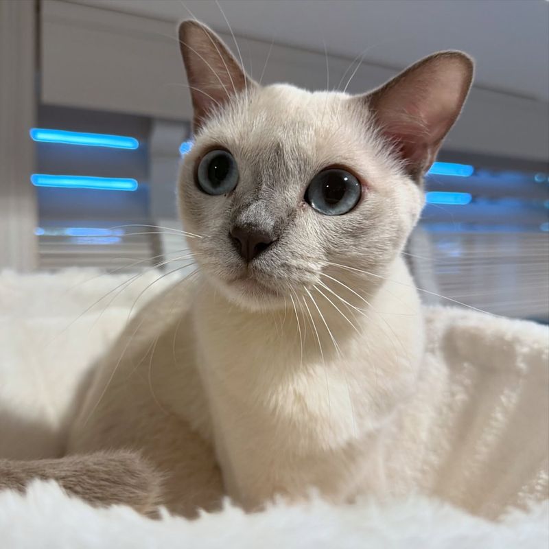 Tonkinese