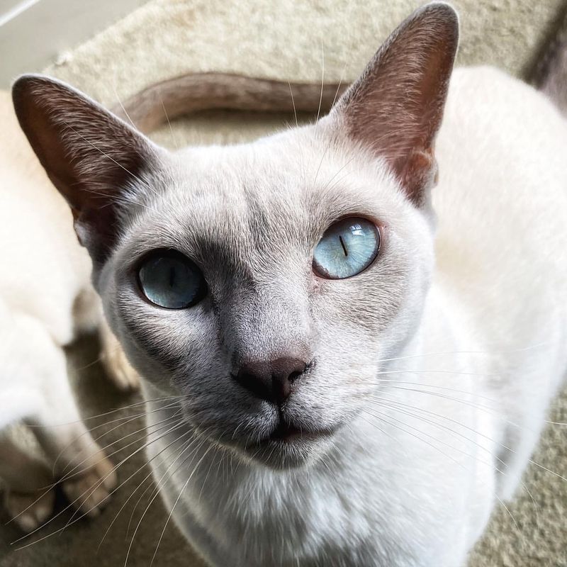 Tonkinese